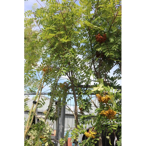 1T - Ornamental sorbus - Aucuparia