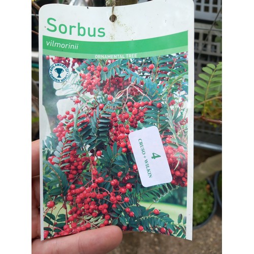 4 - sorbus vilmorinii