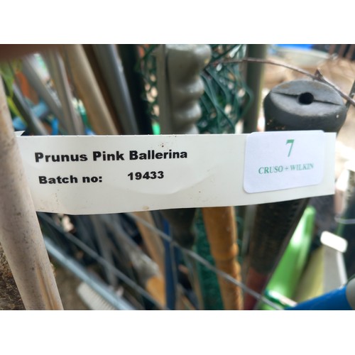 7 - prunus ballerina