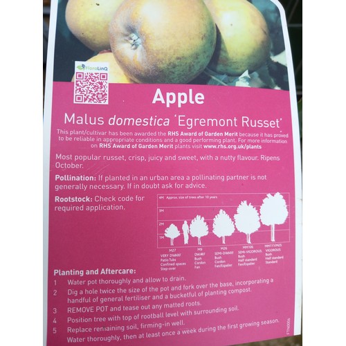 13 - egremont russet