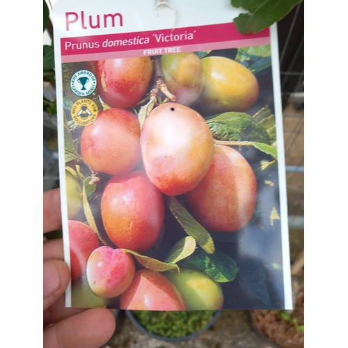 22 - victoria plum