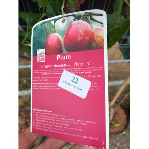 22 - victoria plum