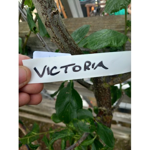 24 - victoria plum