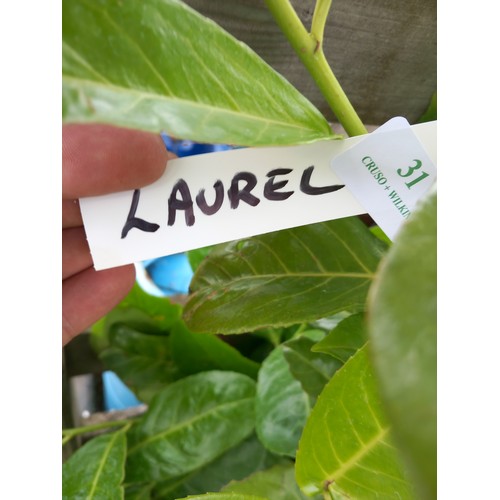 31 - laurel