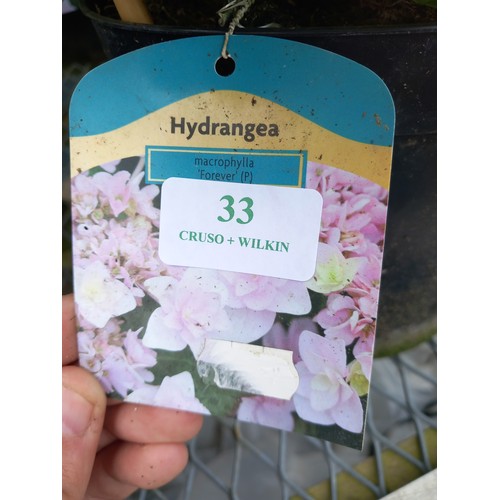 33 - hydrangea