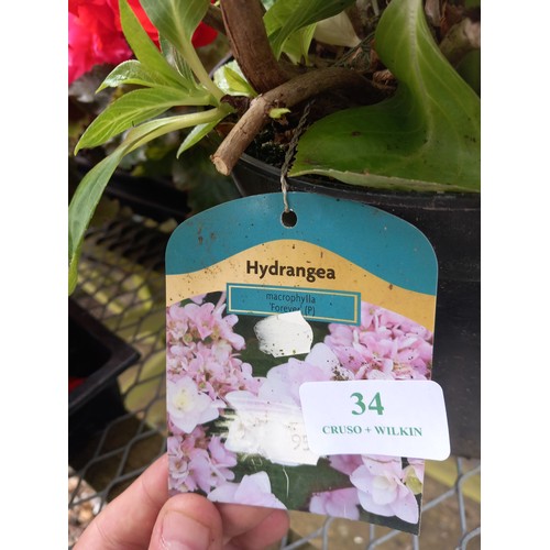 34 - hydrangea