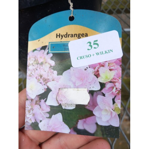 35 - hydrangea