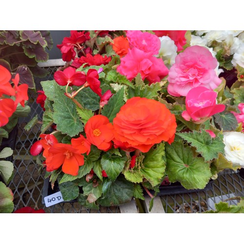 40D - 1 x 12 double begonias