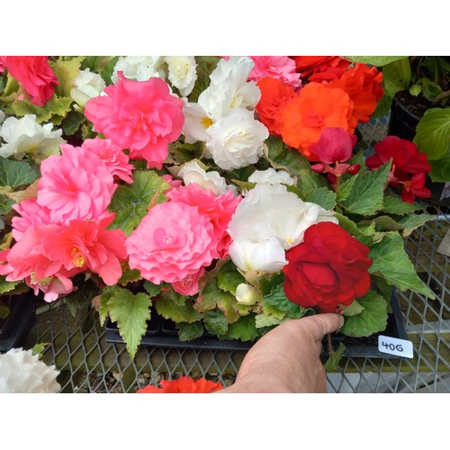 40G - 1 x 12 double begonias