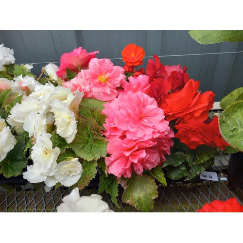 40H - 1 x 12 double begonias