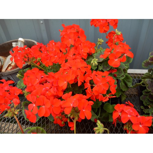 40I - 1 x 12 geraniums