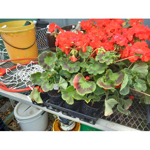 40J - 1 x 12 geraniums