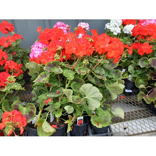 40K - 1 x 12 geraniums