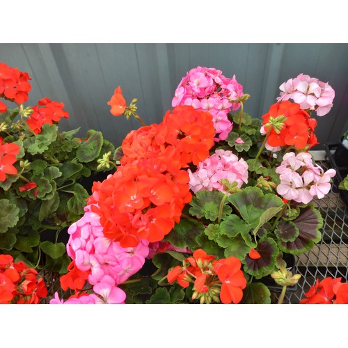 40L - 1 x 12 geraniums