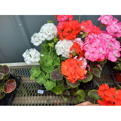 40M - 1 x 12 geraniums