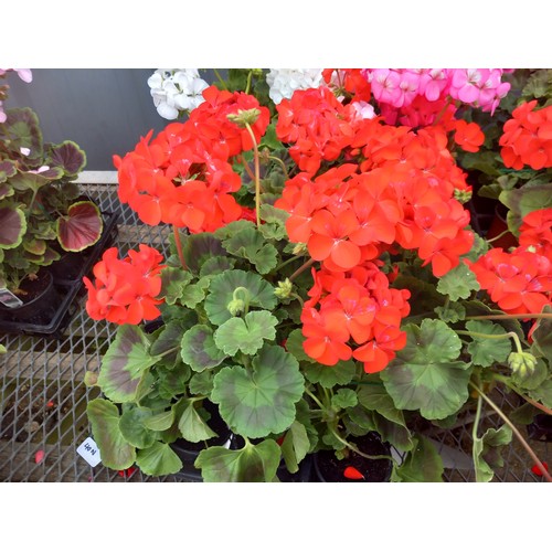 40N - 1 x 12 geraniums