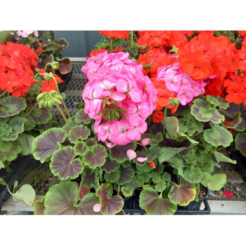 40O - 1 x 12 geraniums