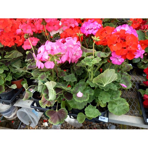 40P - 1 x 12 geraniums