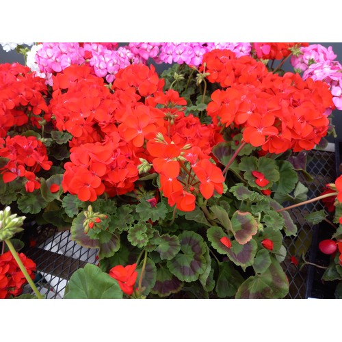 40Q - 1 x 12 geraniums