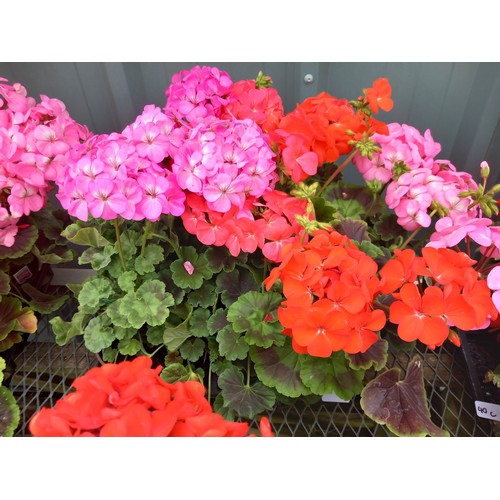 40R - 1 x 12 geraniums