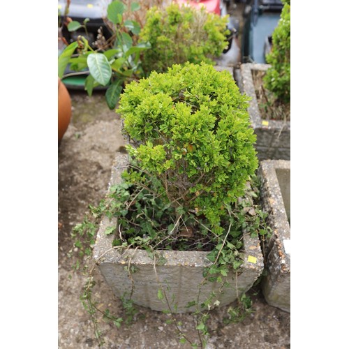 78 - 1 x box bush in square planter and one square planter