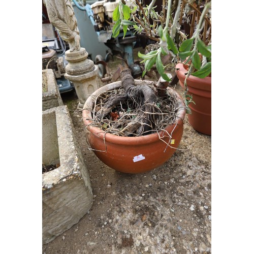 80 - 2 x  plants in clay pot and plastic pot.