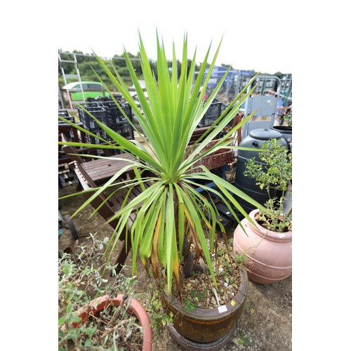 81 - Large plant in large pot,