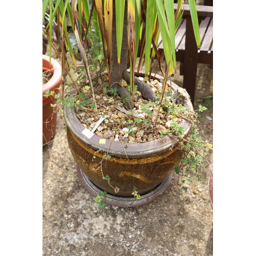 81 - Large plant in large pot,