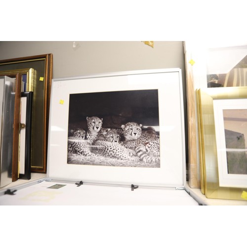 192 - 3 leopard photo prints