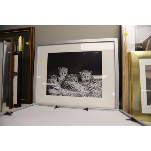 192 - 3 leopard photo prints