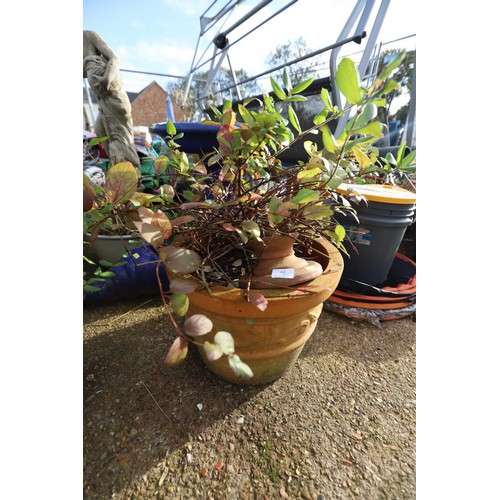 44 - Large clay pot with plant