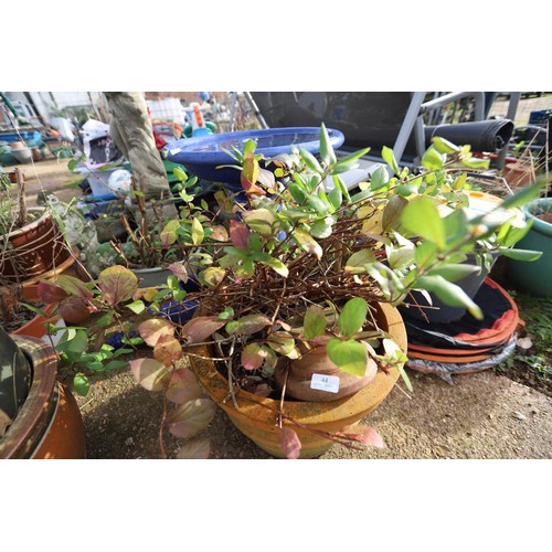 44 - Large clay pot with plant