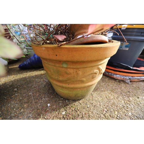 44 - Large clay pot with plant