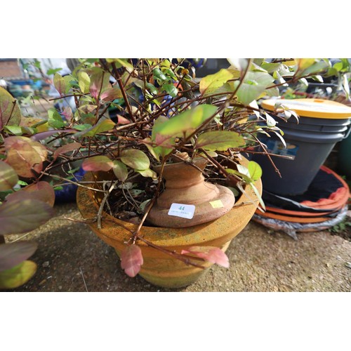 44 - Large clay pot with plant