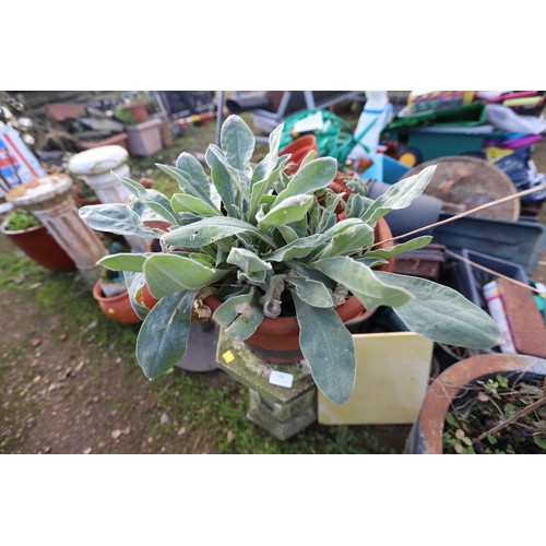 54 - Concrete column & planted pot