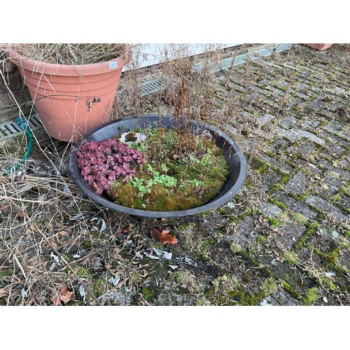 803 - 3 x plastic plant pots & round dish planter