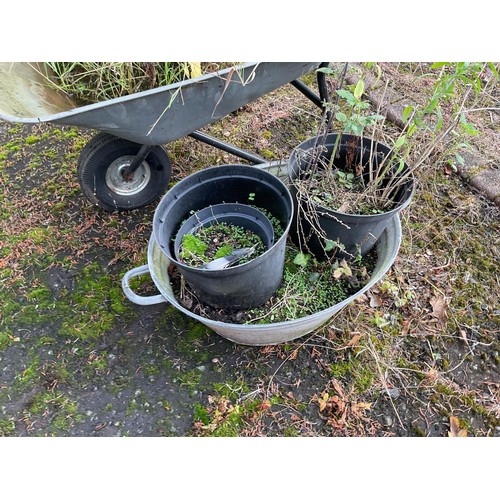 804 - Small garden wheelbarrow & small galvanised bath