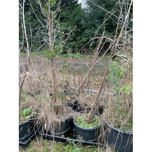 400 - Pallet containing 4 various trees, incl Holly