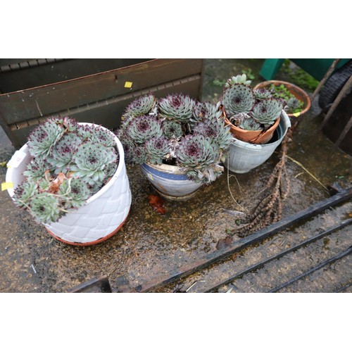 29 - 4x various pots of succulent/cactus plants