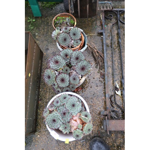 29 - 4x various pots of succulent/cactus plants