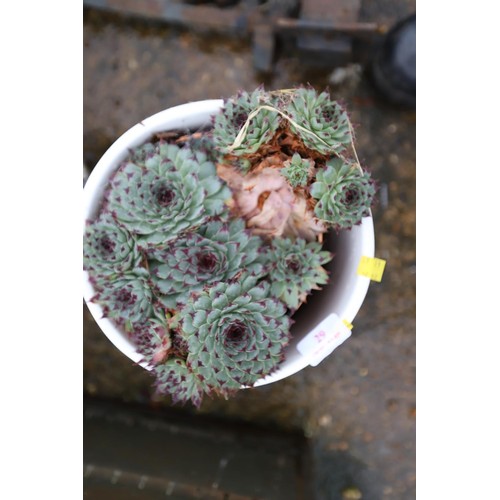 29 - 4x various pots of succulent/cactus plants