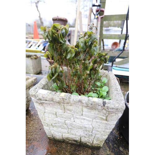 32 - Large concrete square planter with hardy fushsia