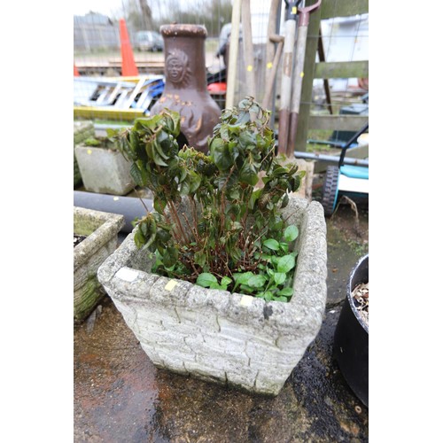 32 - Large concrete square planter with hardy fushsia