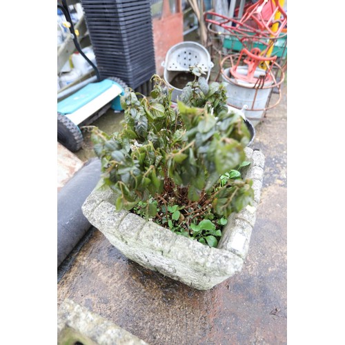 32 - Large concrete square planter with hardy fushsia