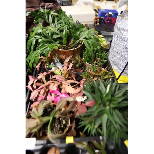 260 - 2 trays of various house plants