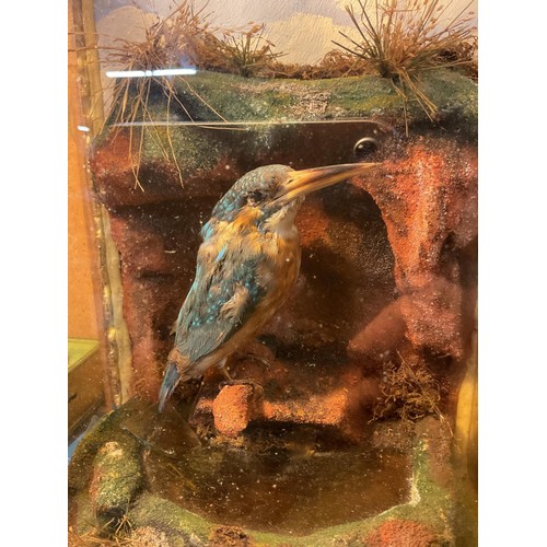 392 - Taxidermy, kingfisher in case, a/f