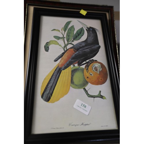 158 - Set of framed exotic & other bird prints