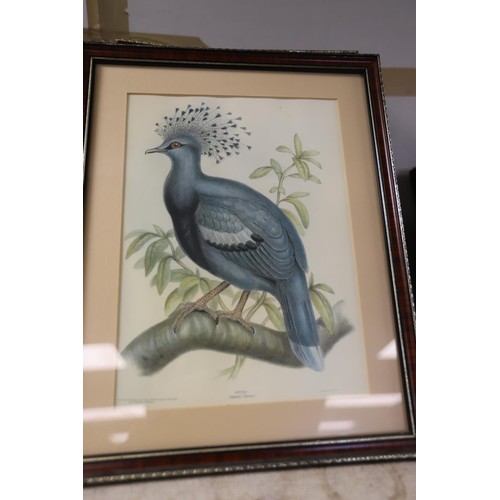 158 - Set of framed exotic & other bird prints