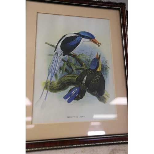 158 - Set of framed exotic & other bird prints