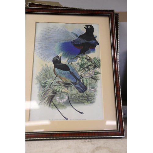 158 - Set of framed exotic & other bird prints